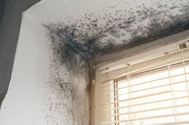 Affordable Mold Cleanup solutions in Bellmore, NY